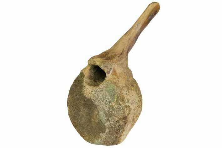 Hadrosaur (Edmontosaur) Caudal (Tail) Vertebra - Montana #113368